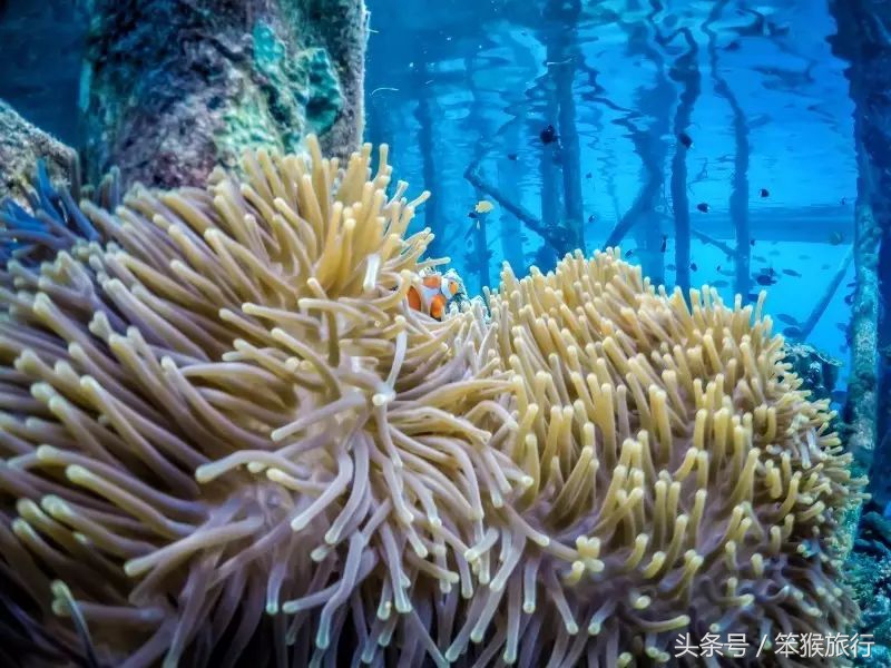 东南亚最适合潜水的海岛,6个绝美免签海岛