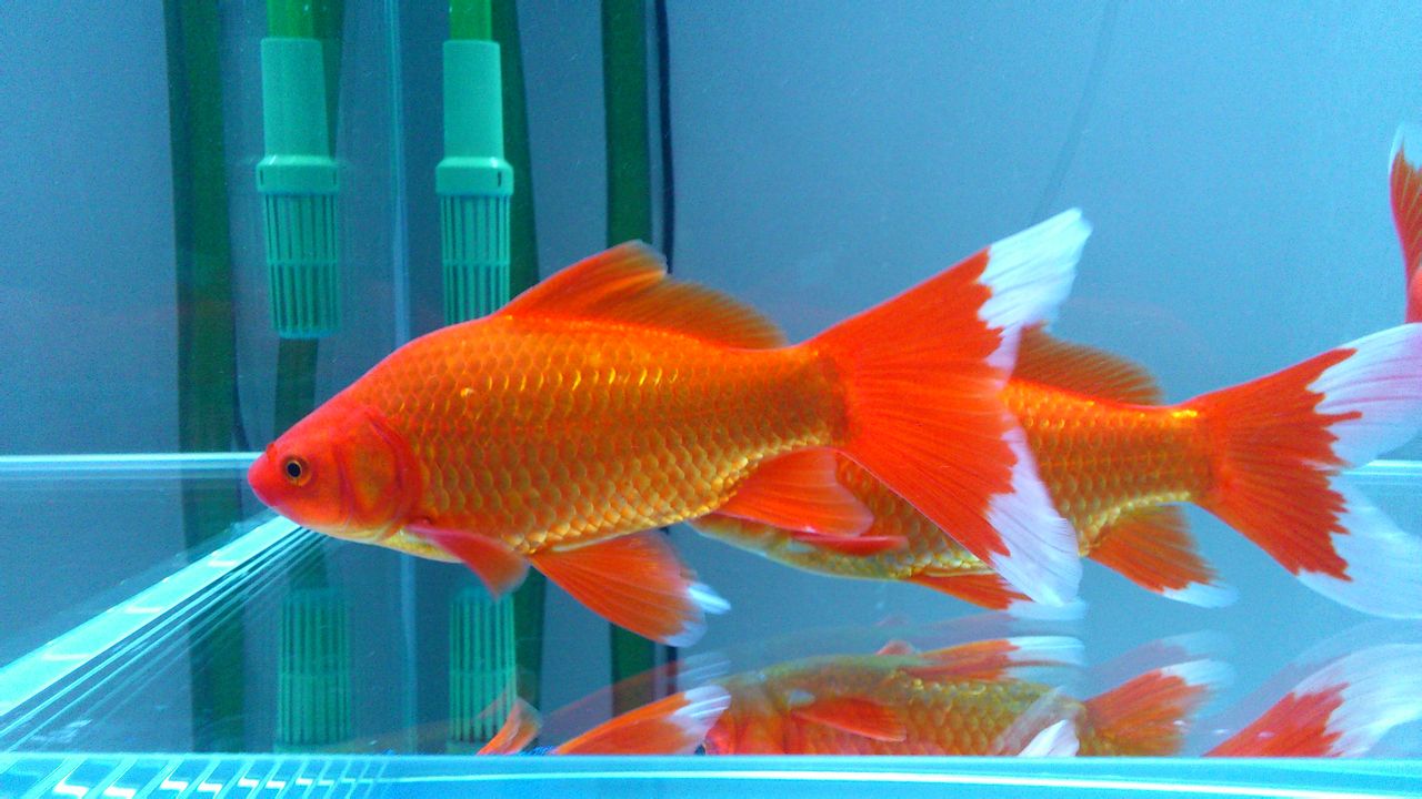 金鱼中最好养的种类有哪些,金鱼种类哪个最好养