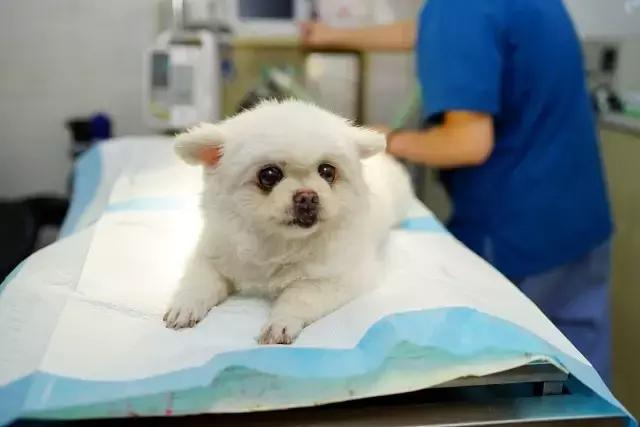 狗狗肠道出血会自愈吗,狗狗肠道破裂怎么治疗