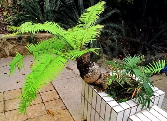 苏铁的产地分布,苏铁原产在哪里