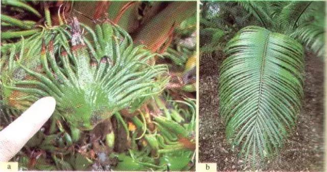 苏铁的产地分布,苏铁原产在哪里