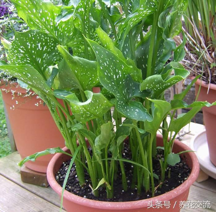 马蹄莲能在室内养吗,马蹄莲是否适合在家养