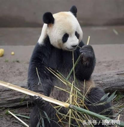 有趣的动物二年级口语交际猫,二年级作文有趣的动物200字左右