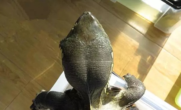 大头母草龟怎么养,怎么挑选大头草龟