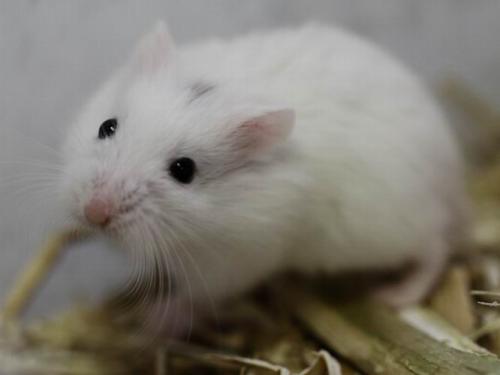 仓鼠吃了五香花生会怎么样,小仓鼠吃花生是剥壳还是不剥壳