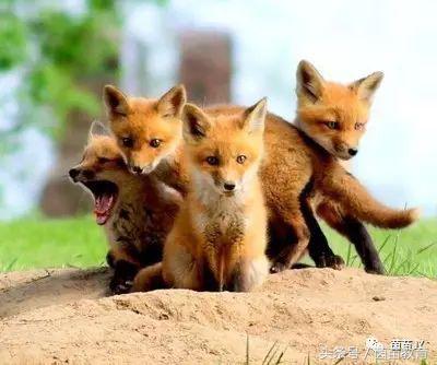 有趣的动物二年级口语交际猫,二年级作文有趣的动物200字左右