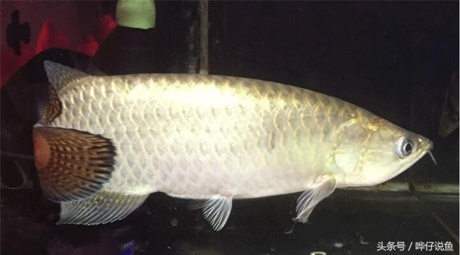 红龙鱼和金龙鱼哪个更好养,金龙鱼和红龙鱼为啥都便宜了呢