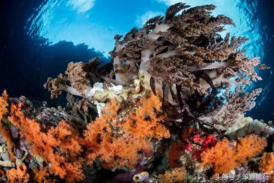 东南亚最适合潜水的海岛,6个绝美免签海岛