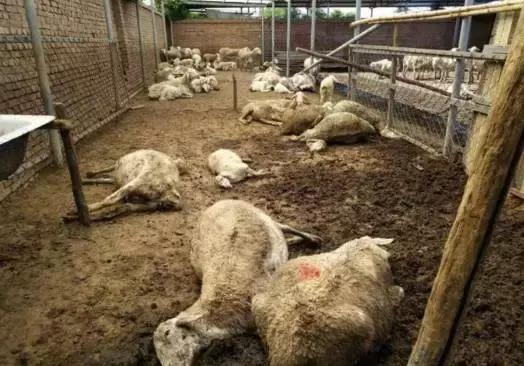 没有“替死羊”，谁能告诉我们该怎么办