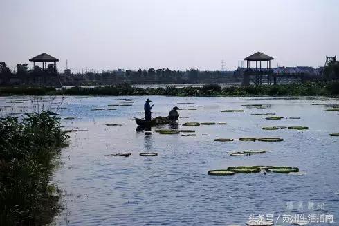 黄桥滨河家园,黄桥景观绿化