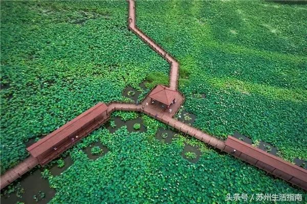 黄桥滨河家园,黄桥景观绿化