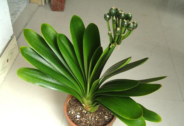 君子兰的养殖方法怎么养才茂盛,开花君子兰的养殖方法和注意事项