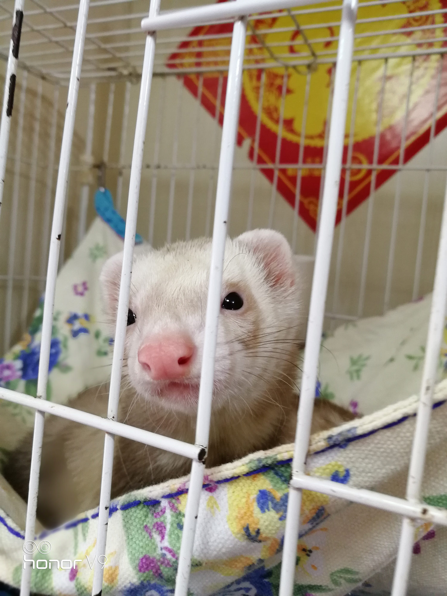 光荣v9游戏评测,光荣v9升级鸿蒙系统后评测