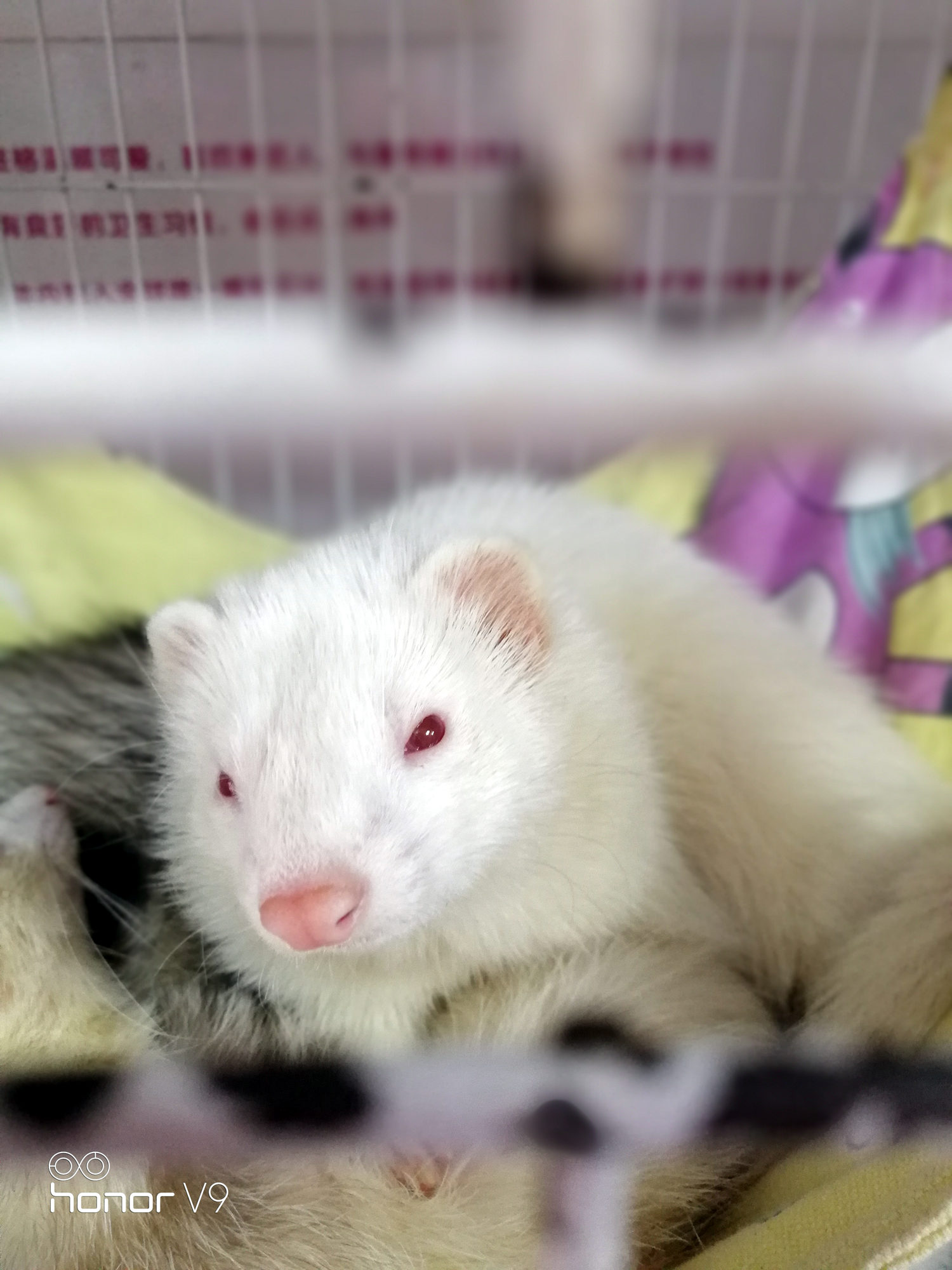 光荣v9游戏评测,光荣v9升级鸿蒙系统后评测