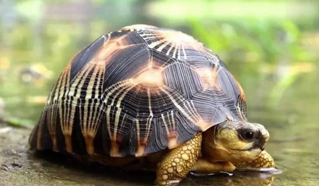 辐射陆龟怎样养长得快,辐射陆龟苗子好养吗