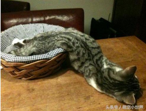 喵星人是固体的还是液体的,喵星人都是什么样子的