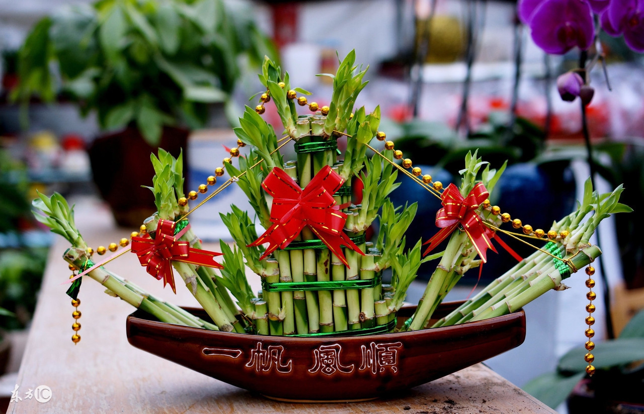 4招教您在家中摆放这些植物，旺财又助运！