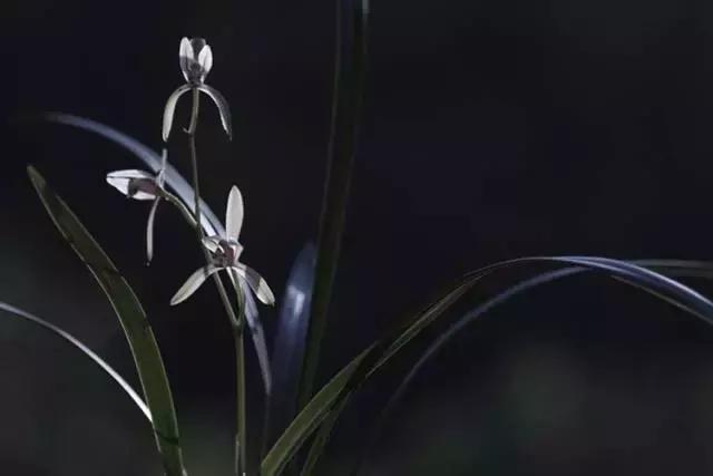 兰花到底美在哪里为什么那么贵,兰花之美只有中国人最懂