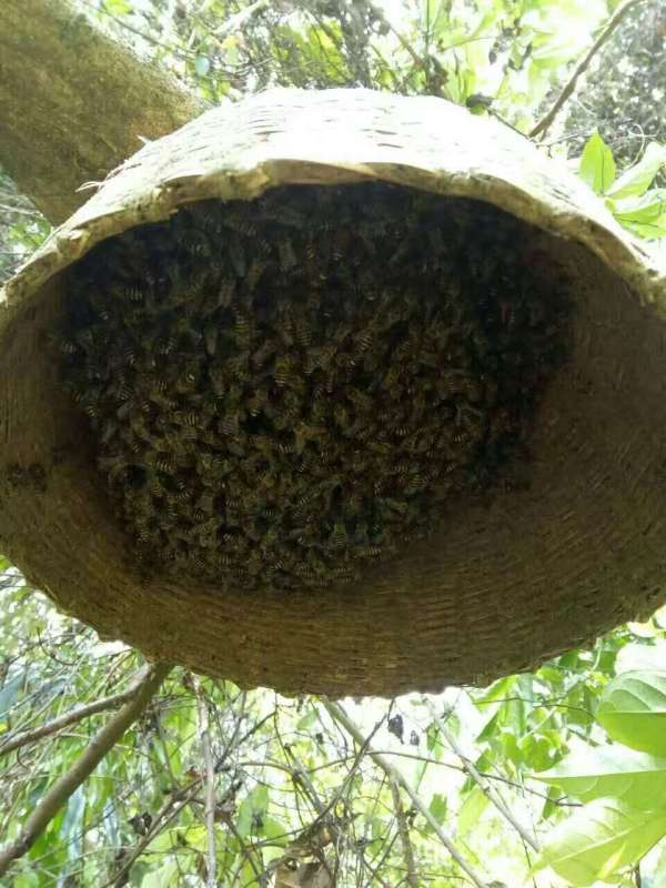 怎么选蜂蜜才能买到真蜂蜜,怎么买才能买到纯正蜂蜜