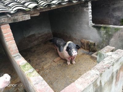 光荣v9录像不清晰,华为手机光荣v9支持无线快充吗