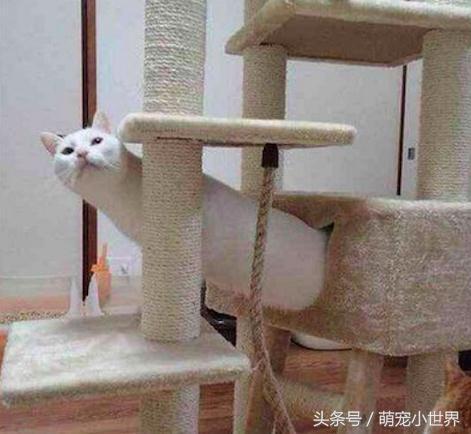 喵星人是固体的还是液体的,喵星人都是什么样子的