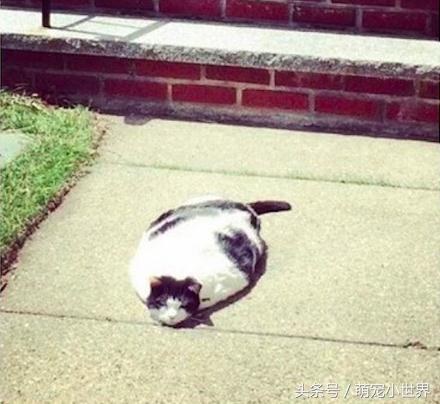 喵星人是固体的还是液体的,喵星人都是什么样子的