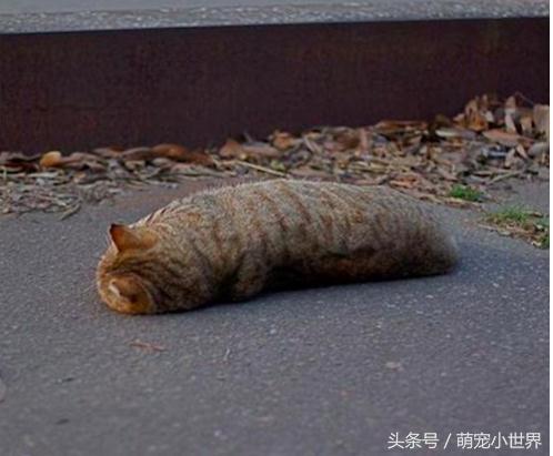 喵星人是固体的还是液体的,喵星人都是什么样子的