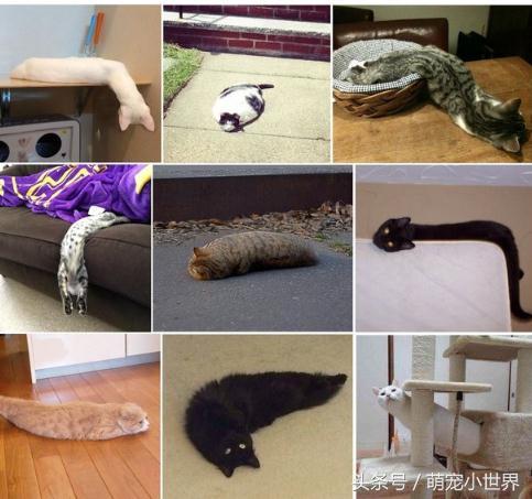 喵星人是固体的还是液体的,喵星人都是什么样子的