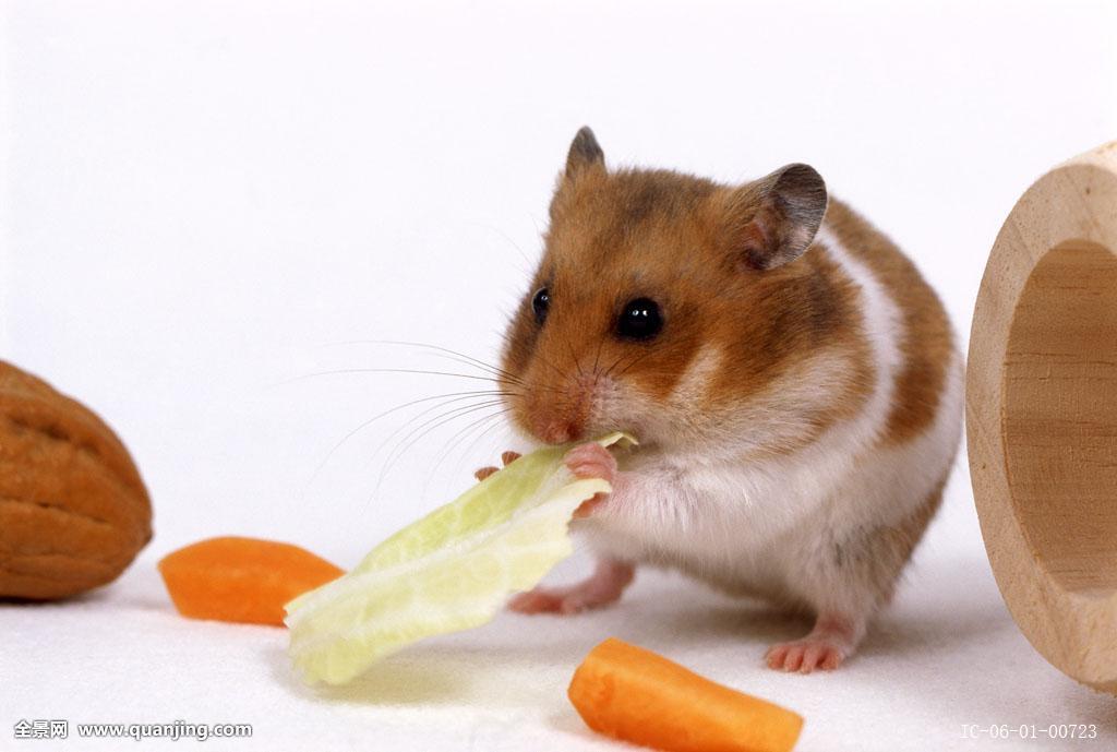 仓鼠吃了五香花生会怎么样,小仓鼠吃花生是剥壳还是不剥壳