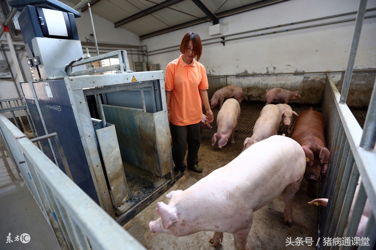 猪场漏粪地板如何设计,猪场漏粪地板图片大全