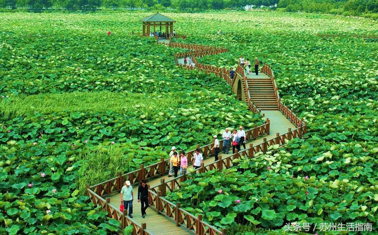 黄桥滨河家园,黄桥景观绿化