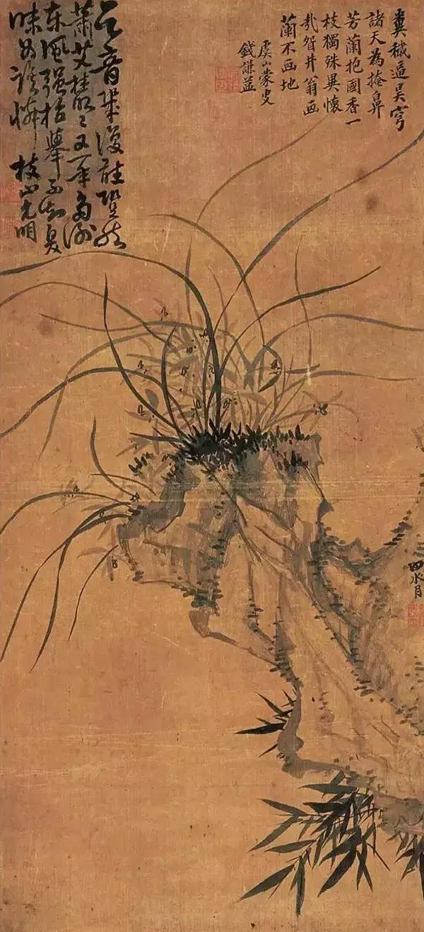 兰花到底美在哪里为什么那么贵,兰花之美只有中国人最懂