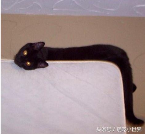 喵星人是固体的还是液体的,喵星人都是什么样子的