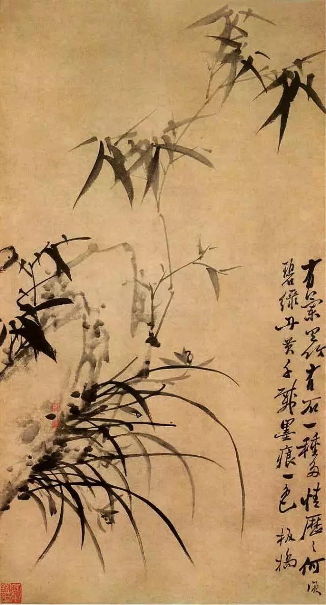 兰花到底美在哪里为什么那么贵,兰花之美只有中国人最懂