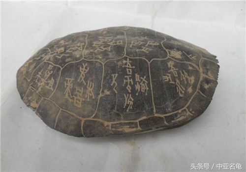 石金钱龟的现状,石金钱龟为何会跌落神坛