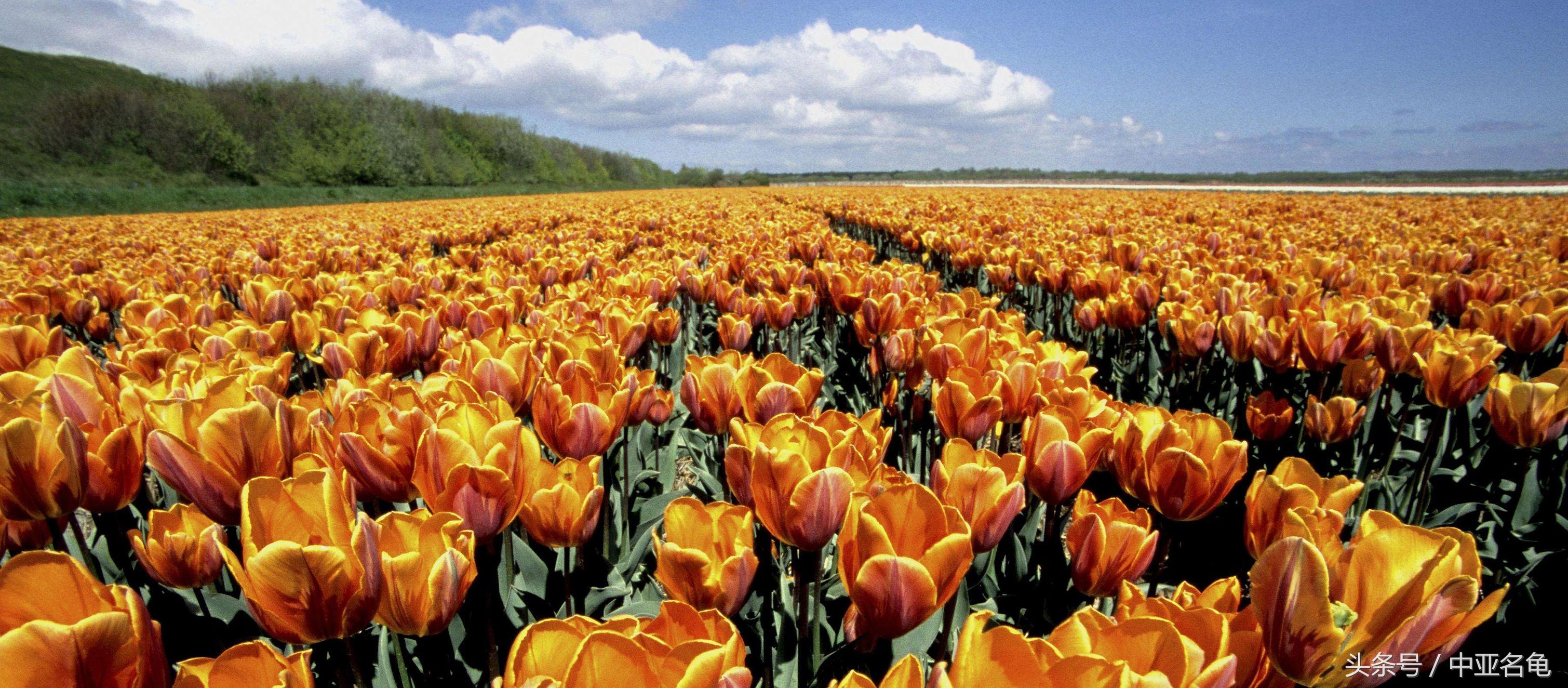 石金钱龟的现状,石金钱龟为何会跌落神坛