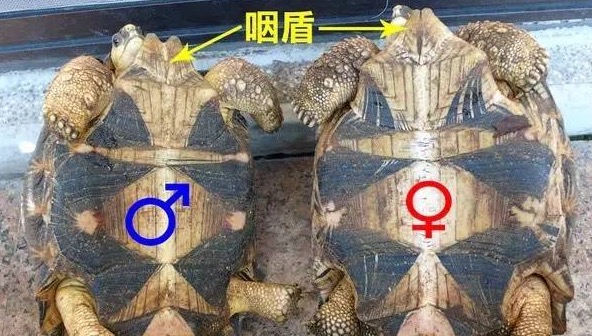 辐射陆龟怎样养长得快,辐射陆龟苗子好养吗