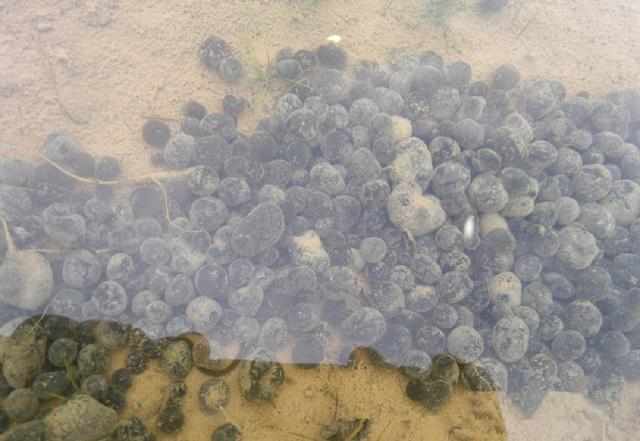 三农稀奇古怪的美食你吃过吗,农村里的这些菜个个都是宝