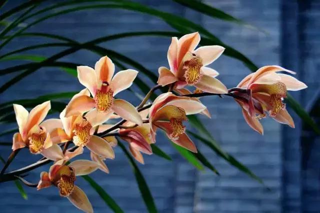 兰花到底美在哪里为什么那么贵,兰花之美只有中国人最懂