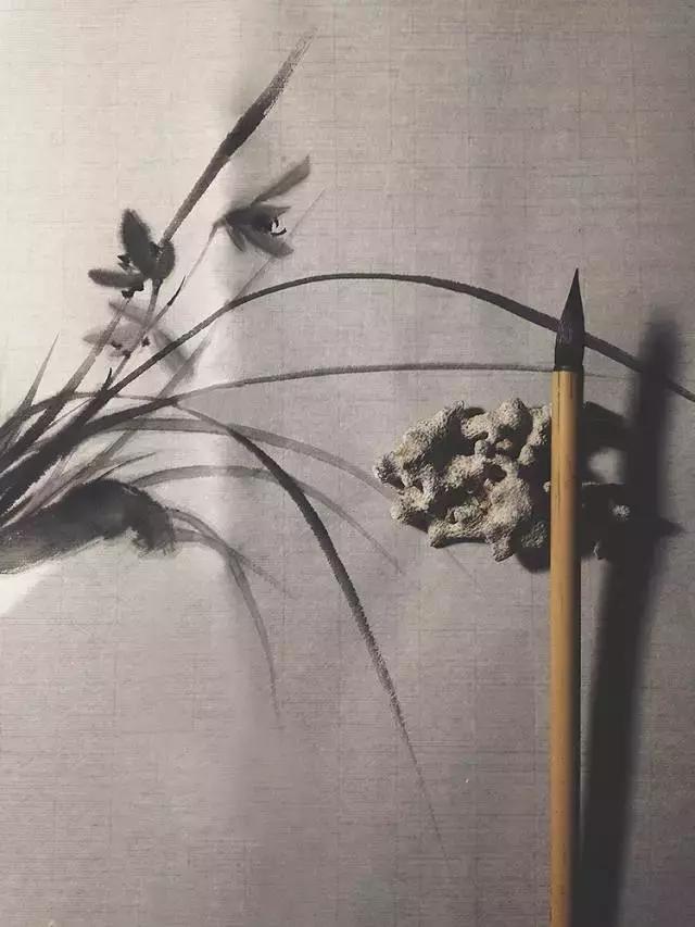 兰花到底美在哪里为什么那么贵,兰花之美只有中国人最懂