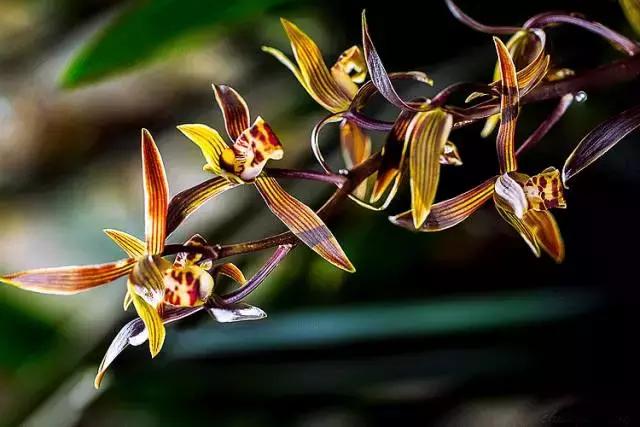 兰花到底美在哪里为什么那么贵,兰花之美只有中国人最懂