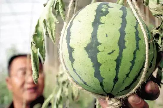 农产品品牌命名,如何推广农产品的品牌文化