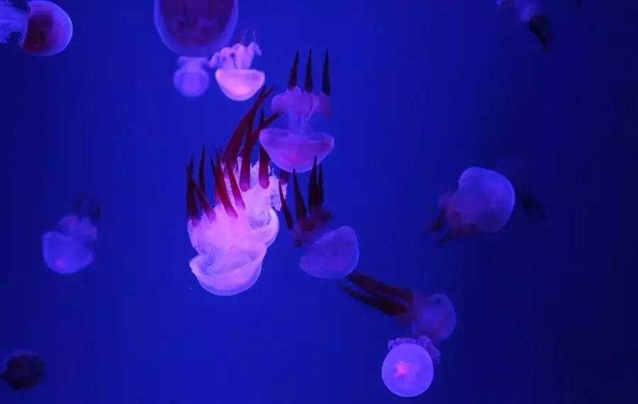 国庆节节成都五日游攻略,元旦成都出发两天一夜旅游攻略