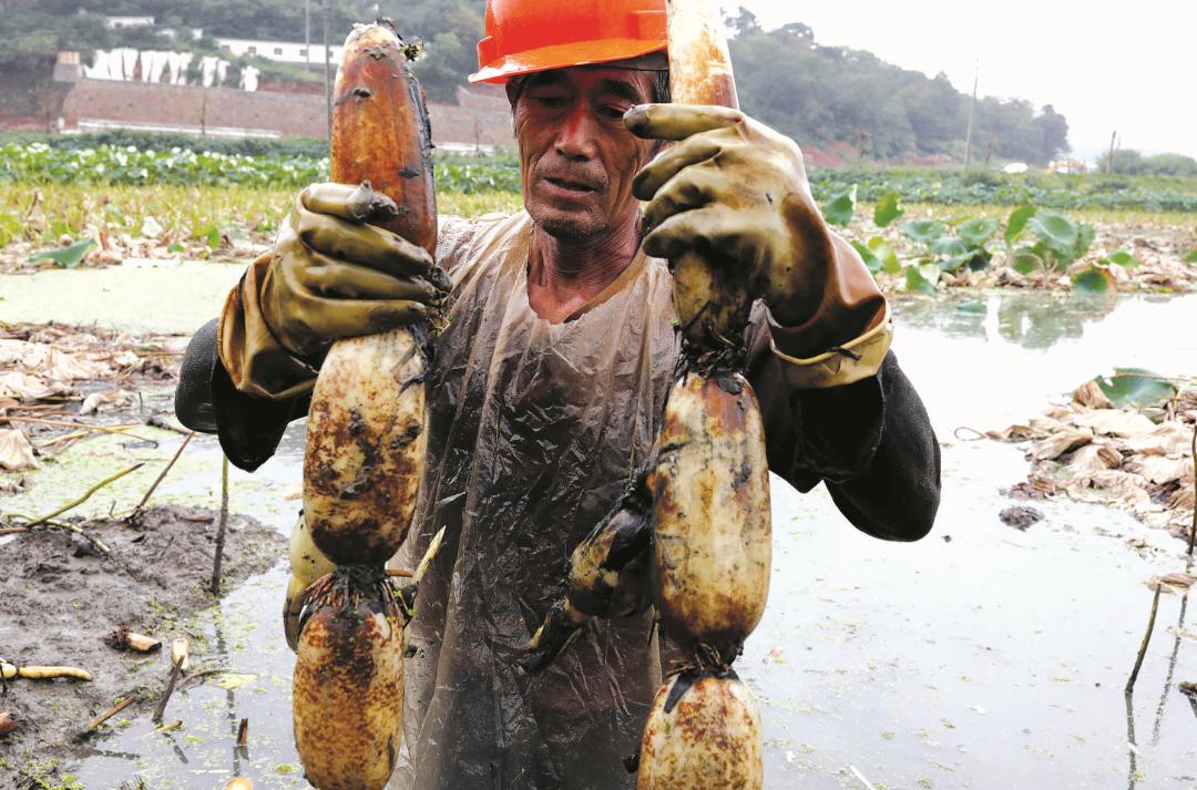 双塘雪藕不足十亩太湖百合仅剩十颗记忆中的湖州“土”产去哪了？