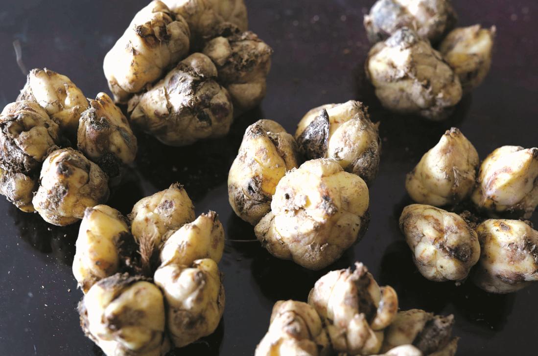 双塘雪藕不足十亩太湖百合仅剩十颗记忆中的湖州“土”产去哪了？