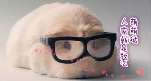 这位爱宠狂魔却是阻碍我和荷兰猪友谊道路上的始作俑者