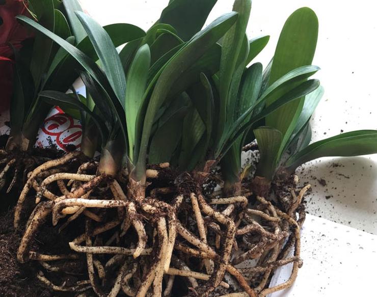 君子兰的养殖方法怎么养才茂盛,开花君子兰的养殖方法和注意事项