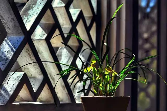 兰花到底美在哪里为什么那么贵,兰花之美只有中国人最懂