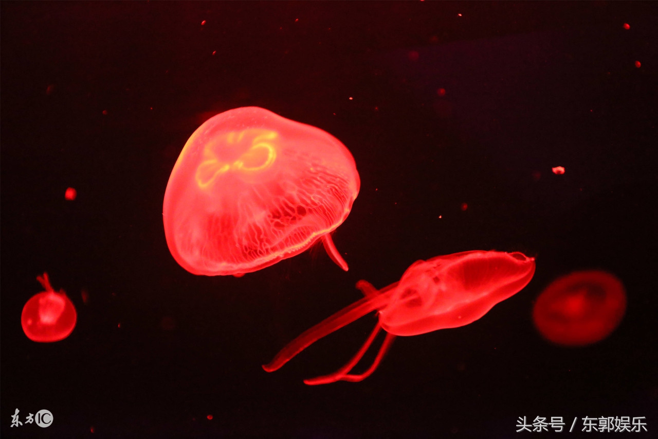 你不知道的冷门知识100条,100个经典冷门知识