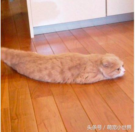 喵星人是固体的还是液体的,喵星人都是什么样子的